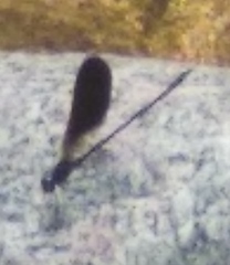 Calopteryx haemorrhoidalis