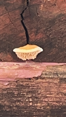 Trametes betulina
