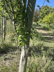 Populus alba
