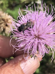 Triepeolus