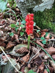 Arum maculatum