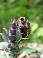 Melolontha melolontha