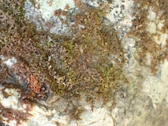 Frullania nisquallensis