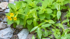 Arnica lanceolata prima