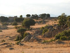 Quercus rotundifolia
