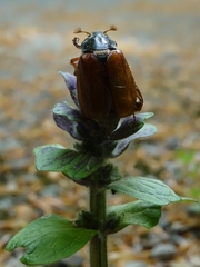 Melolontha melolontha