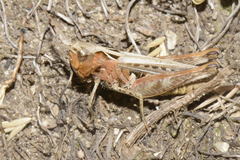 Omocestus haemorrhoidalis haemorrhoidalis