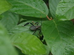 Acanthocephala thomasi