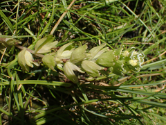 Castilleja ambigua