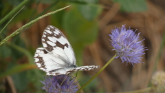 Melanargia lachesis