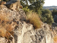 Quercus rotundifolia