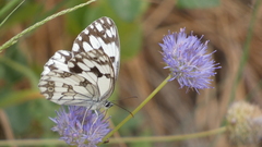 Melanargia lachesis