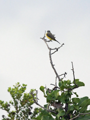 Tyrannus albogularis