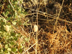 Quercus rotundifolia