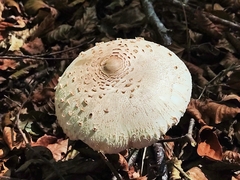 Macrolepiota mastoidea