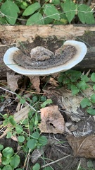 Thelephora terrestris