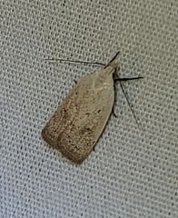 Psilocorsis reflexella