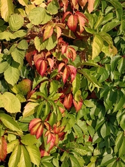 Parthenocissus inserta