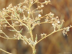 Lactuca serriola