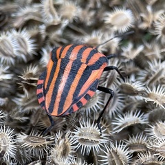 Graphosoma italicum