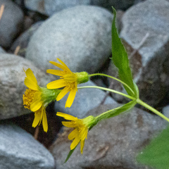 Arnica lanceolata prima