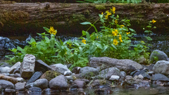 Arnica lanceolata prima