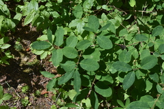 Lonicera utahensis
