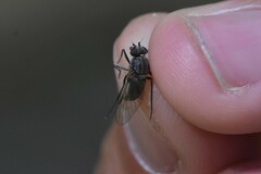 Symphoromyia