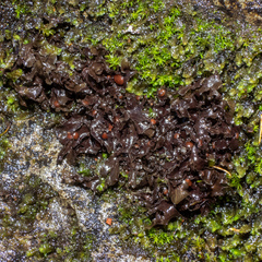 Peltigera gowardii