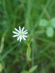 Stellaria humifusa