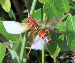 Polistes bellicosus