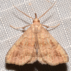 Phalaenostola larentioides