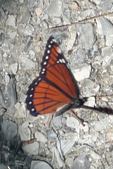 Limenitis archippus floridensis