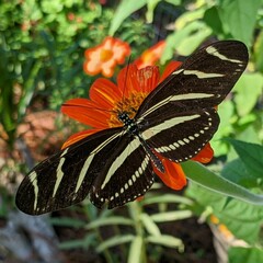 Heliconius charithonia