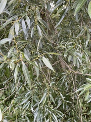 Salix
