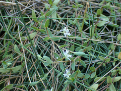 Stellaria humifusa