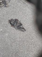 Columba livia domestica