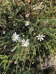 Chaetopappa ericoides