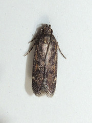 Filatima
