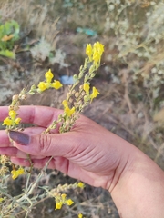 Linaria genistifolia