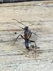 Camponotus chromaiodes