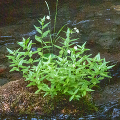 Epilobium luteum