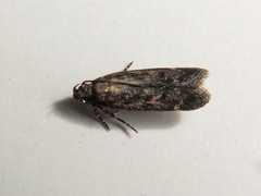 Filatima