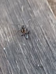 Camponotus chromaiodes