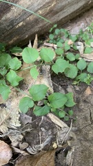 Lysimachia nummularia