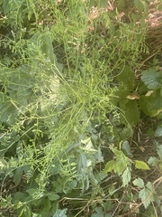 Cycloloma atriplicifolium