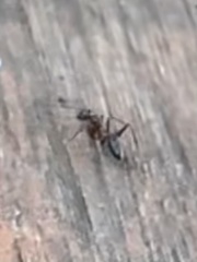 Camponotus chromaiodes