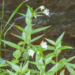 Epilobium luteum