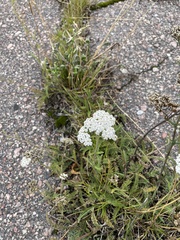 Achillea millefolium