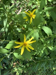 Helianthus decapetalus